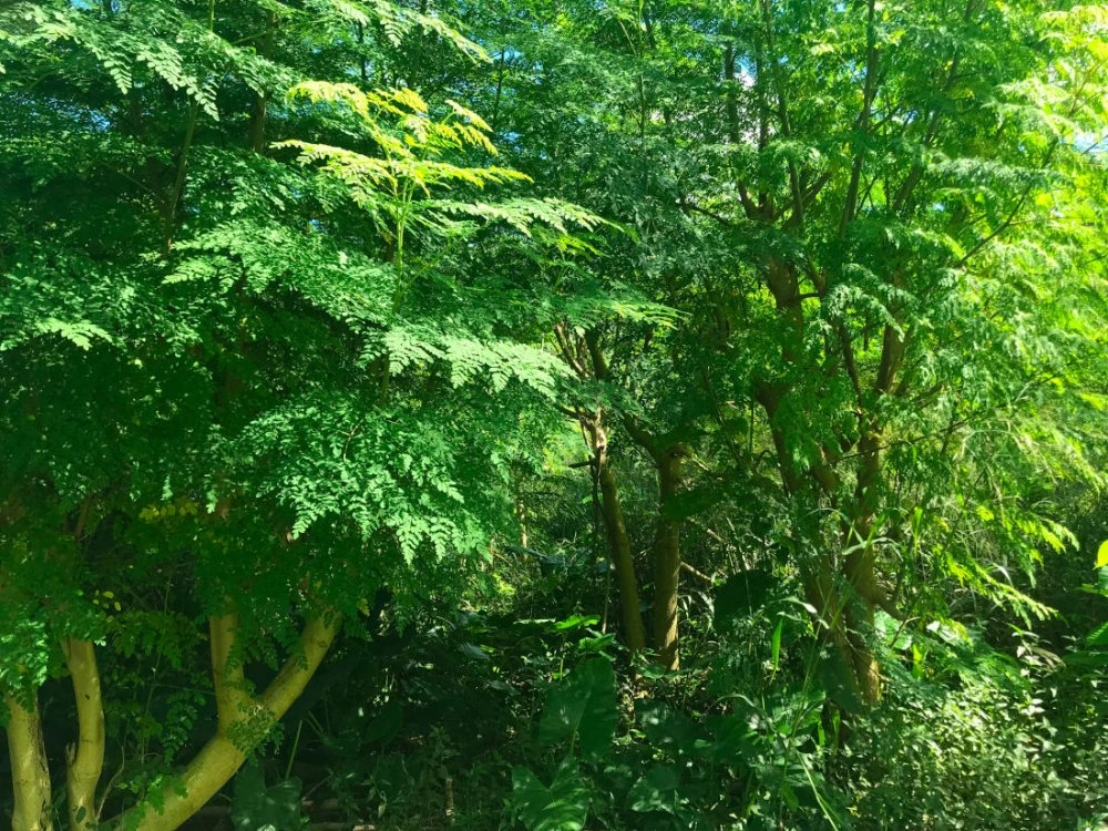 Moringa, zázračný strom života!