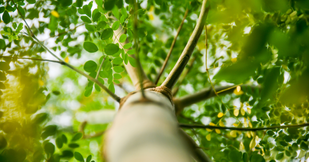Moringa účinky: Zázračný strom pre vaše zdravie